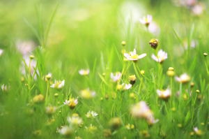 カモミールの花