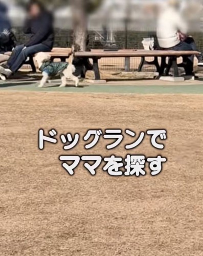 ドッグランでママを探す犬