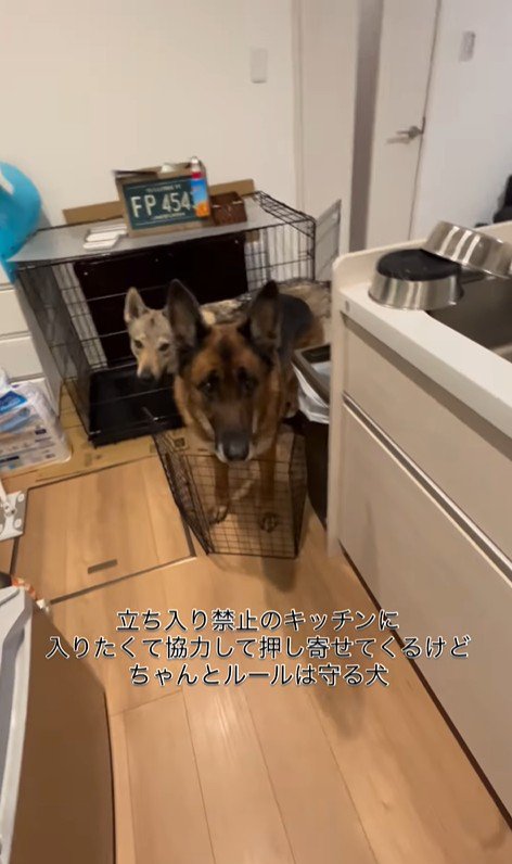 キッチンに入りたいダズくん＆ベネッタちゃん⑩