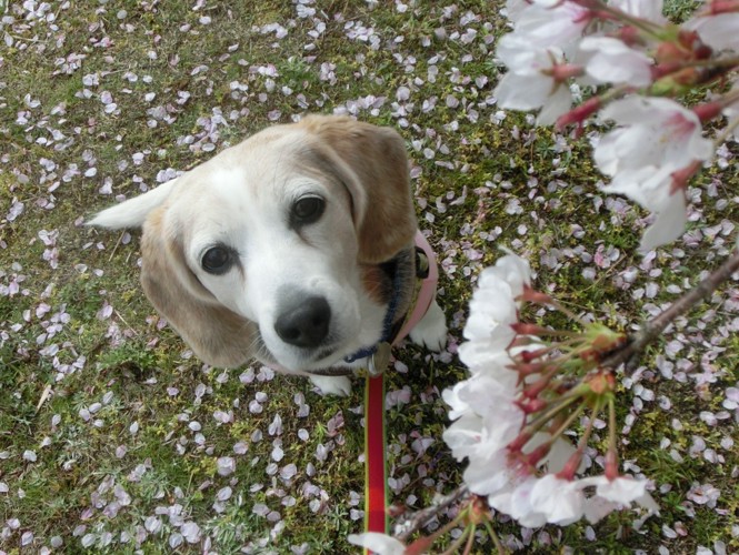 先代犬と桜