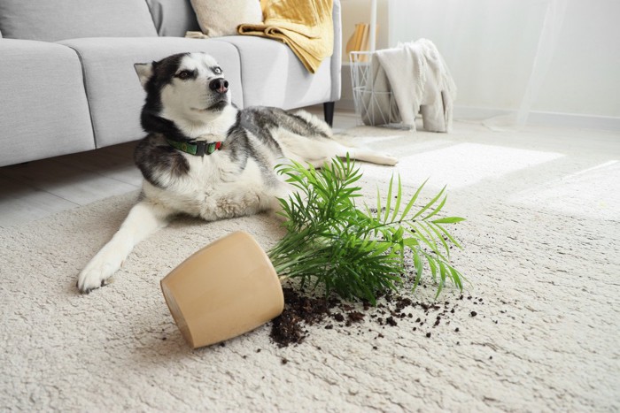 転倒させてしまった犬