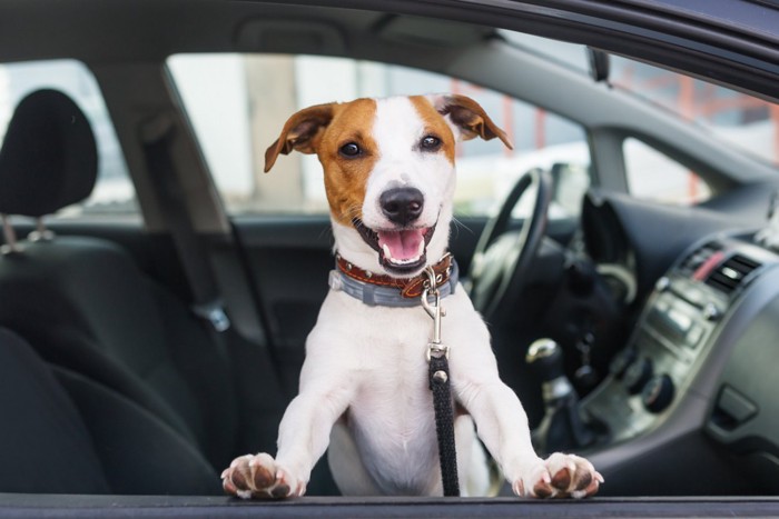 車に乗っている犬