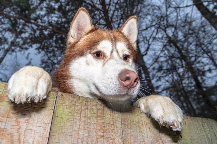 塀から見下ろす犬