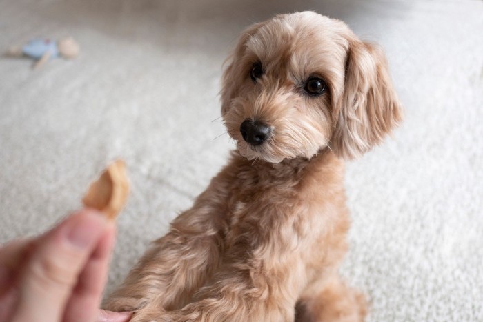 おやつ、両手を伸ばす犬