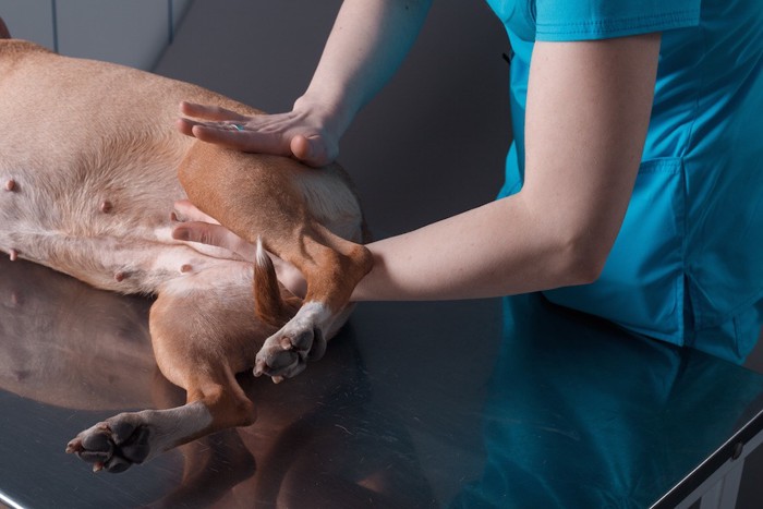 足の整体を受ける犬の下半身