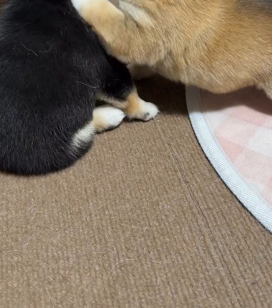 豆柴子犬2匹が…