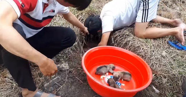 次々に保護される子犬