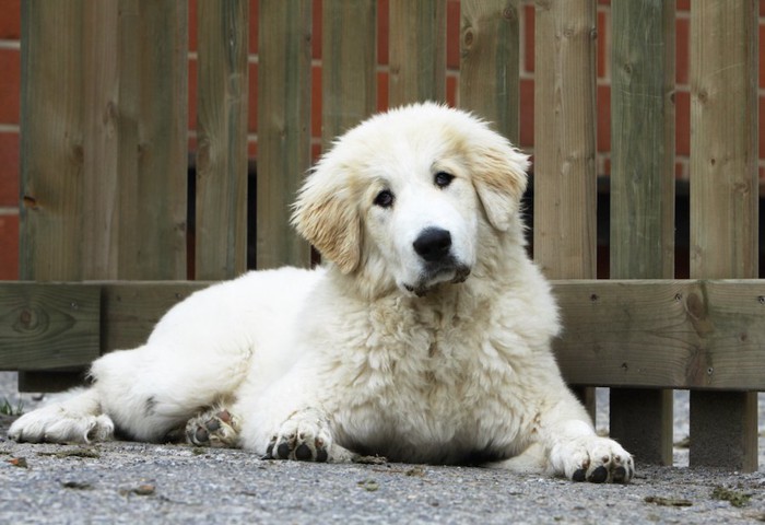 フェンスの内側でくつろぐ白い犬