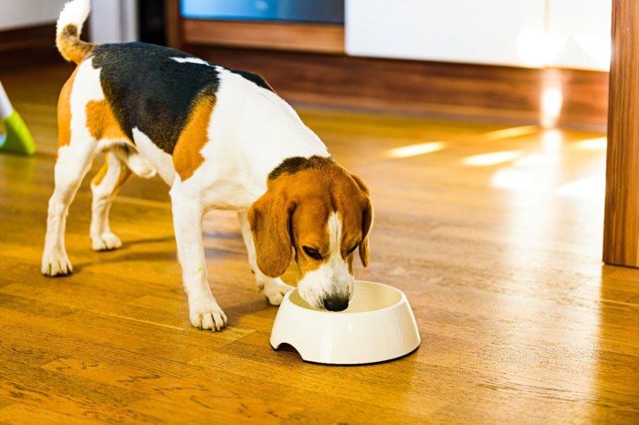 ごはんを食べるビーグル犬