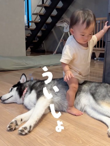 犬を跨ぐ赤ちゃん