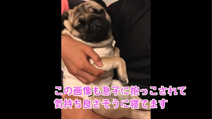 眠る犬