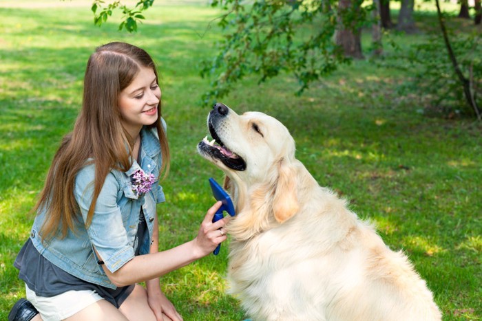 女性にブラッシングされる犬