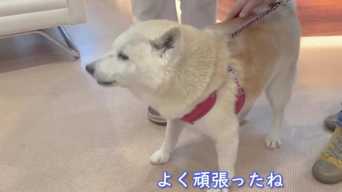 「よく頑張ったね」