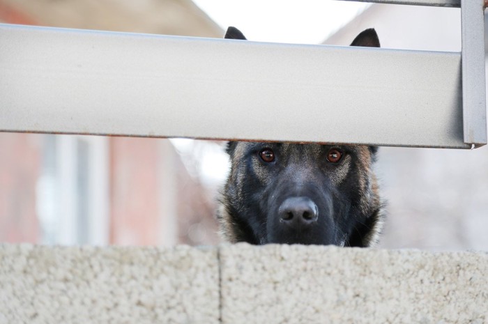 隙間から覗くマズルの黒い犬