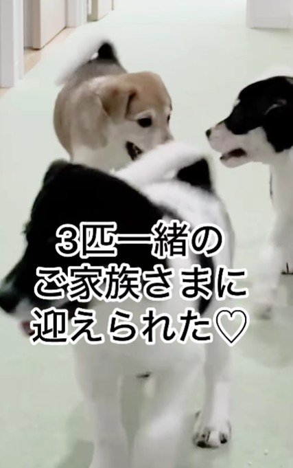 3匹一緒にお引越し♡