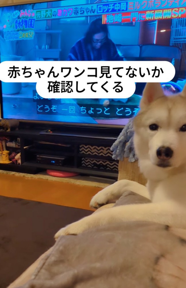 見つめる犬