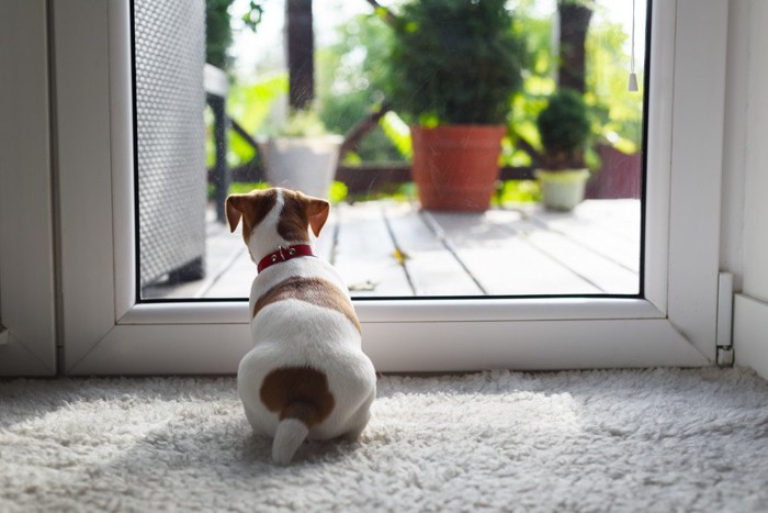 ドアの外を見る犬