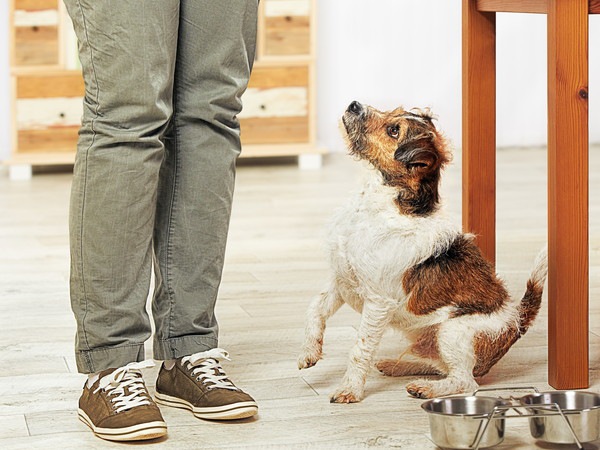 飼い主と犬