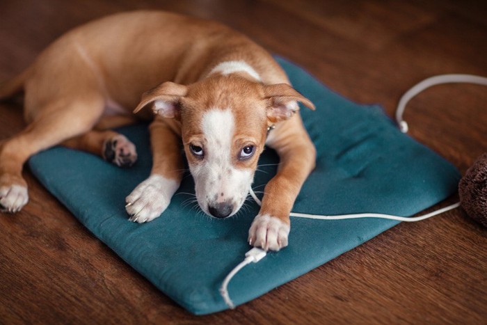 電気コードとやんちゃそうな犬