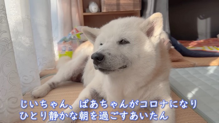 シニア犬のあいちゃん