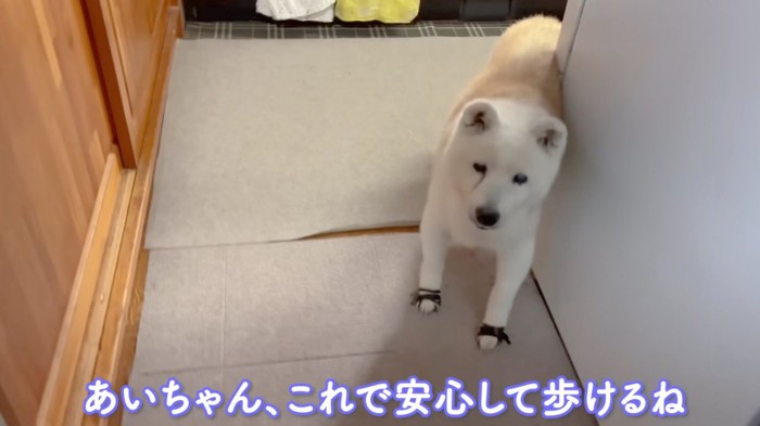 玄関にやってきた老犬