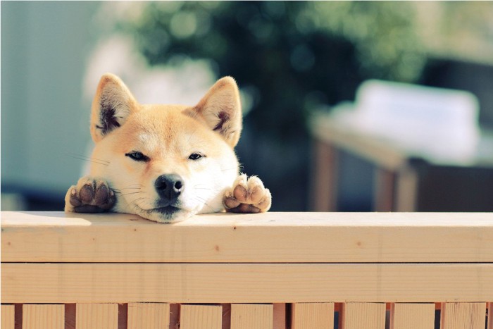 柵の上にいる犬