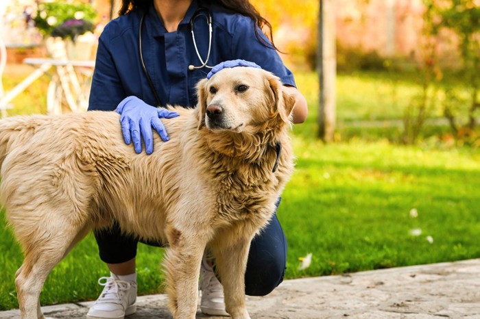 犬と看護師