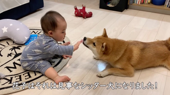 赤ちゃんが差し出してきた手を舐める犬