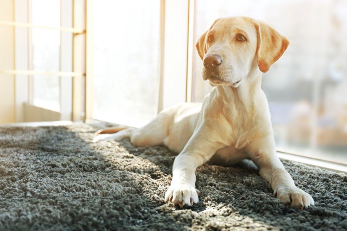 犬の私生活