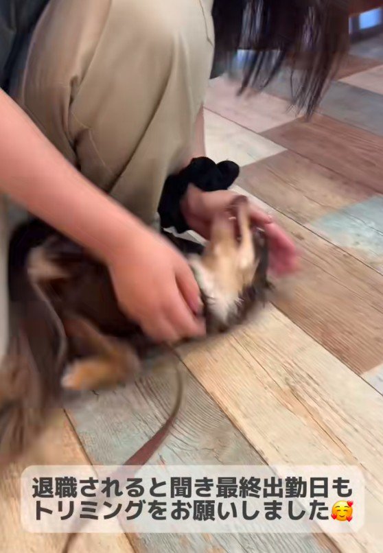 トリマーさんの最終出勤日