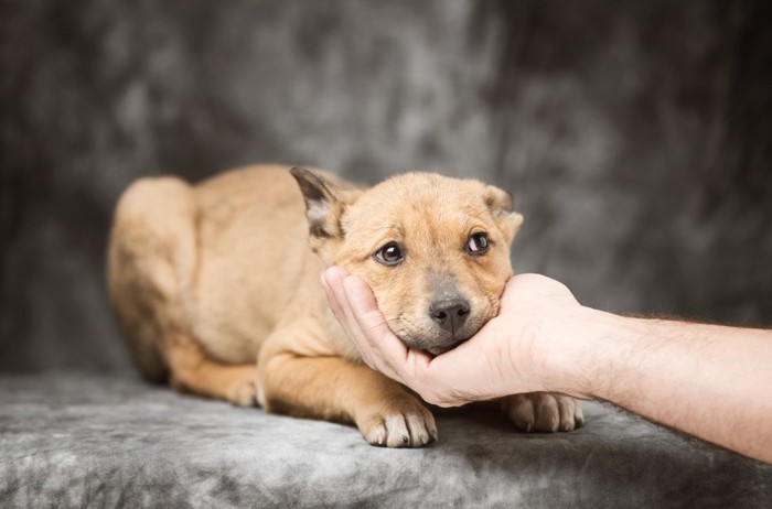 困った顔で顎を持たれる犬