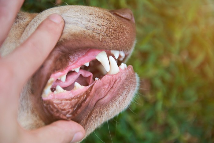 犬の歯