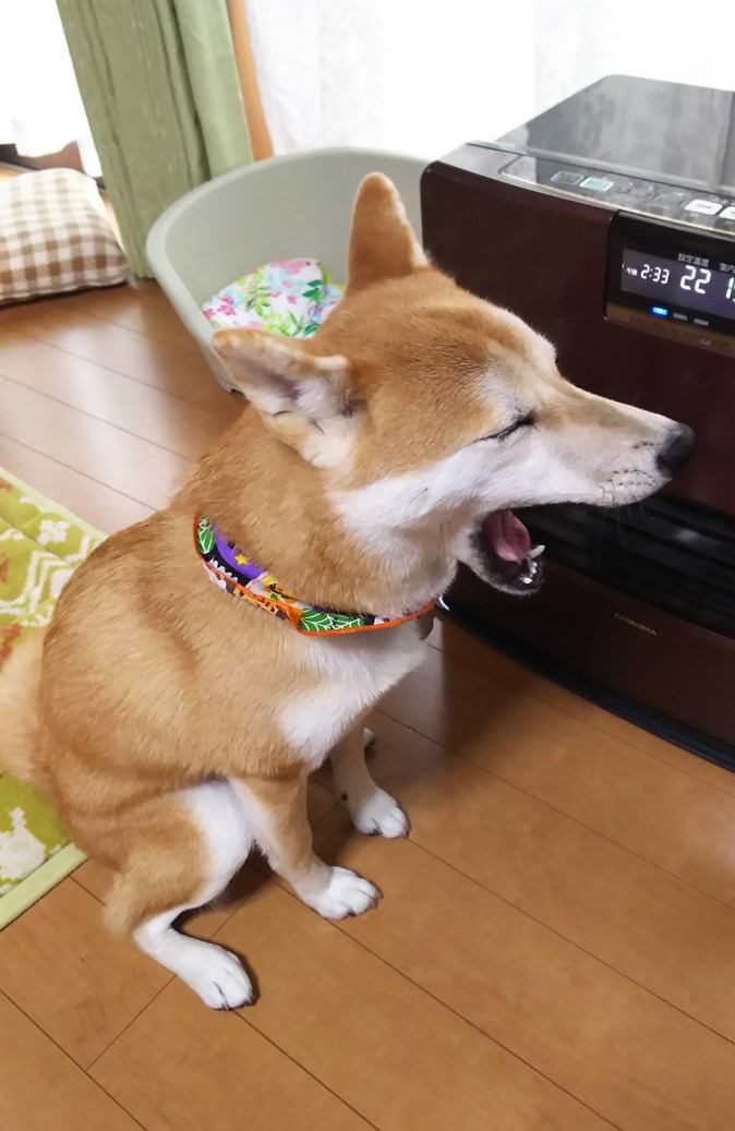 暖房器具の前であくびをする犬