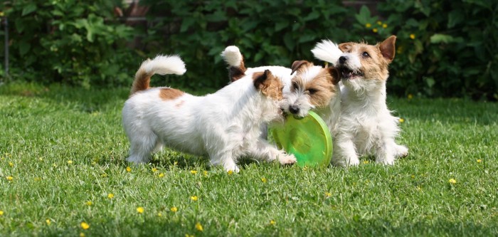 子犬