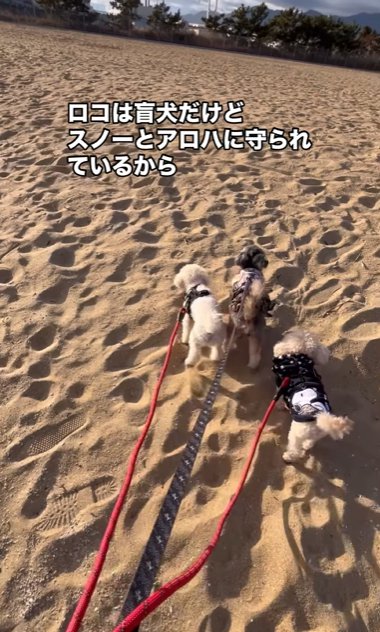 3頭並んで歩く小型犬