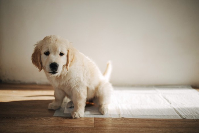 シートに排泄する子犬