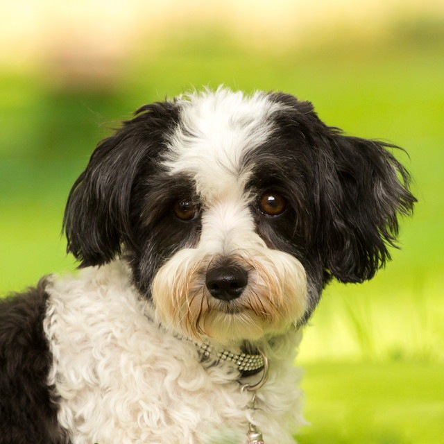 正面を向いている犬