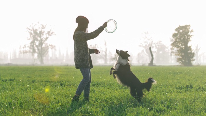 飼い主と遊ぶ犬