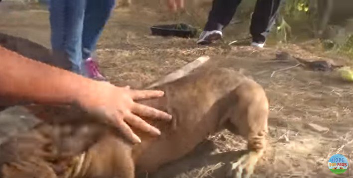 人にすり寄る犬