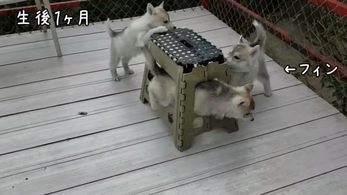 兄弟と過ごした犬舎時代