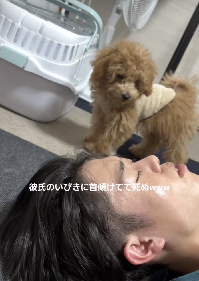 寝ている男性を見つめるトイプー