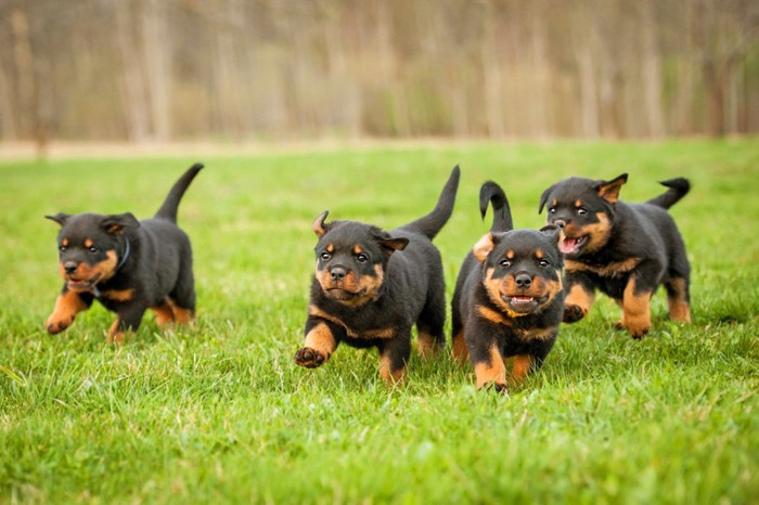 走るロットワイラーの子犬たち