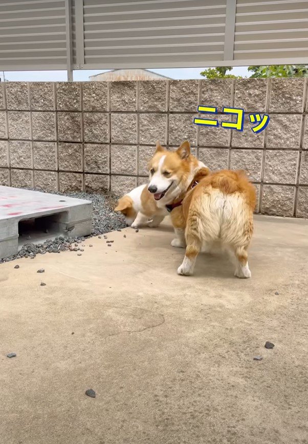 笑う犬