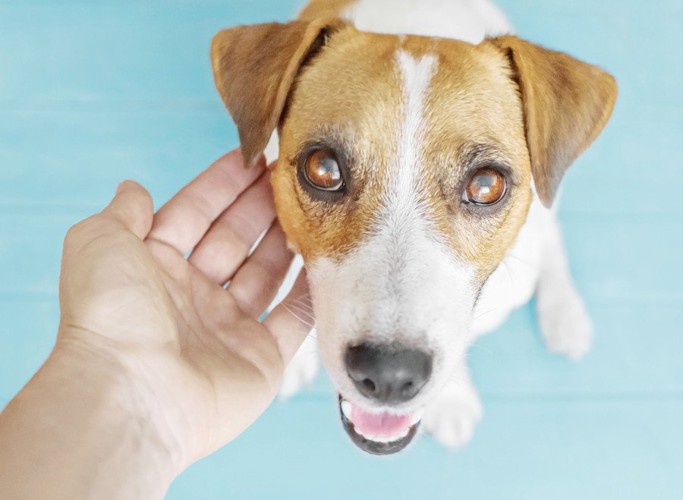 手を添えられながら見上げる犬