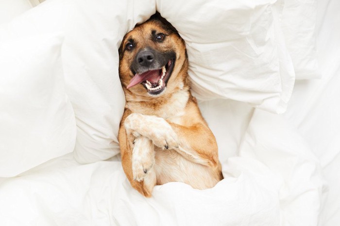 真っ白なベッドの上ではしゃぐ犬