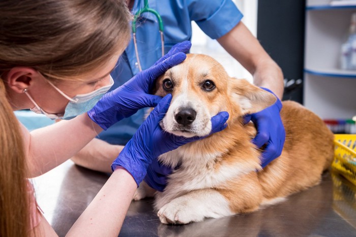 目を診察される犬