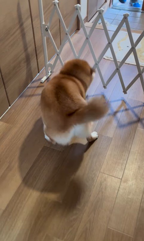 お兄ちゃんの帰省を喜ぶパンちゃん9