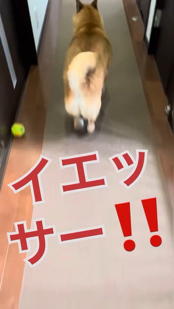 玄関へダッシュ!