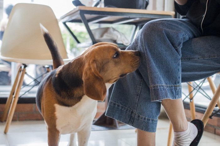 女性の足元を嗅ぐ犬