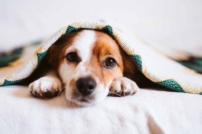 ブランケットに包まれる犬